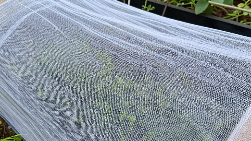 Faut-il aérer ou arroser à travers le filet anti-insectes ?